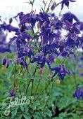 Aquilegia alpina